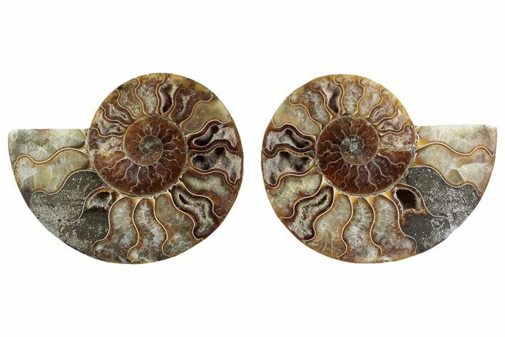 Cut & Polished Crystal-Filled Ammonite Fossil - Madagascar #364751